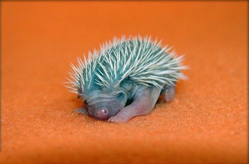 Oh I Have No Idea Why He Is Blue Baby Hedgehog Photo Cetki Baby Hedgehog Hedgehog Young Animal