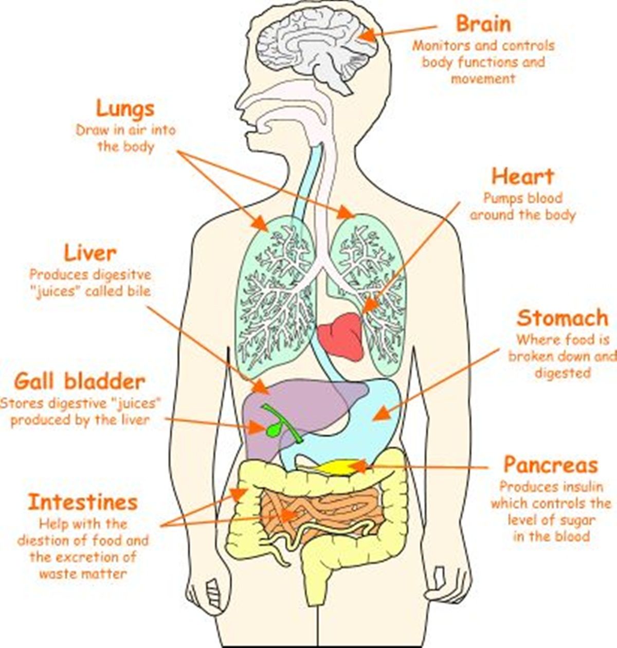 Parts of the human body | Human body organs, Human body science, Human ...