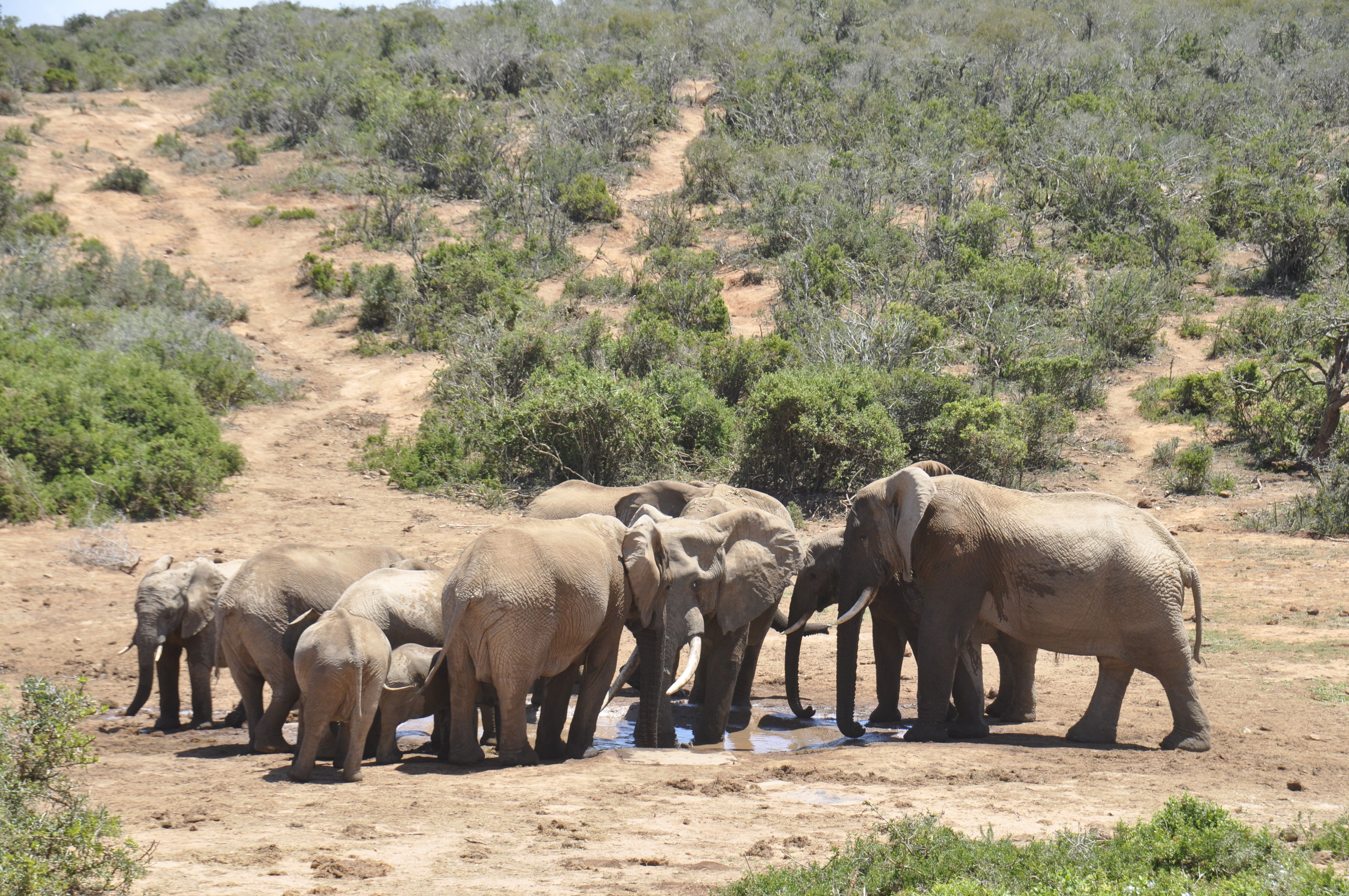 Addo elephants park - South Africa - 12.2009