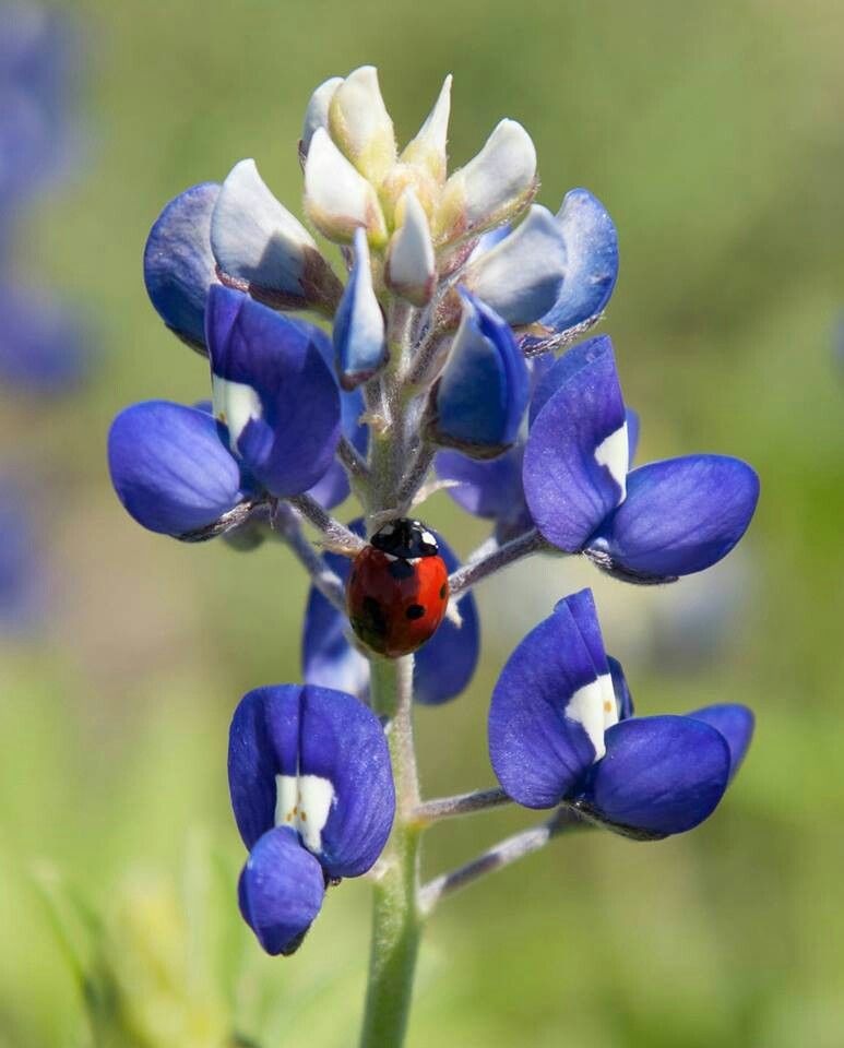 Texas bluebonnet with a little red beauty :) | Blue bonnets, Texas ...