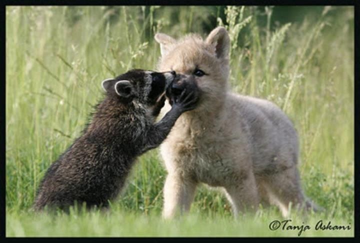 Raccoon kissing a wolf. What a beautiful world! Unusual Animal Friends ...