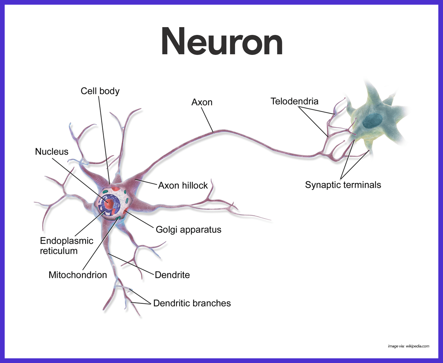 Labeled Diagram Of A Nerve Cell Nerve Cells And Electric Sig