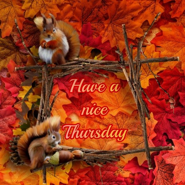 thursday squirrel autumn Thursday greetings, Happy thursday, Greetings