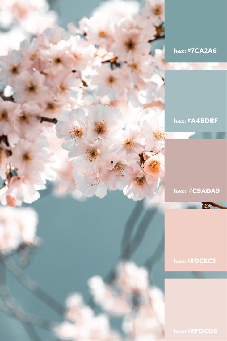 Pink and Blue Color Palette with White Flowers