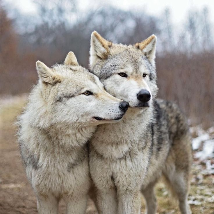 Pin de Henk sparreboom en wolves in love | Pareja de lobos, Fotos de ... image.