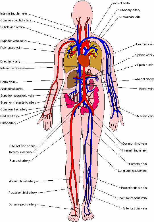 A Diagram Of Arteries And Veins