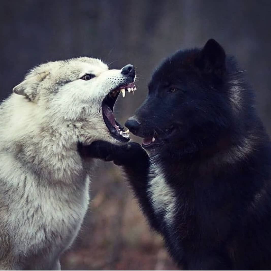 Stop it, you are overreacting 😂🐺 Rate 1-10 🔥@magnificent_wolves ...