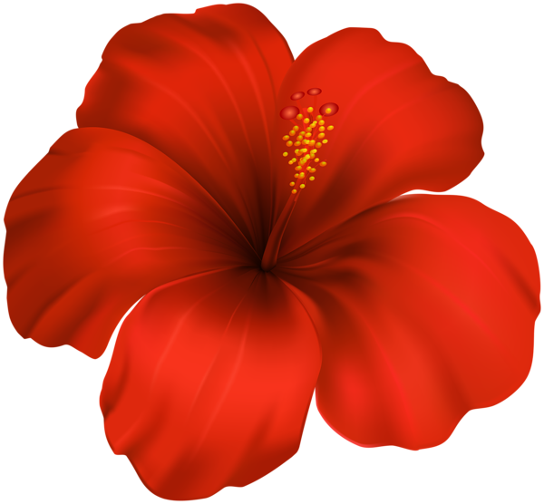 Hibiscus Flower PNG Clipart | Flower art, Flower clipart, Hibiscus flowers