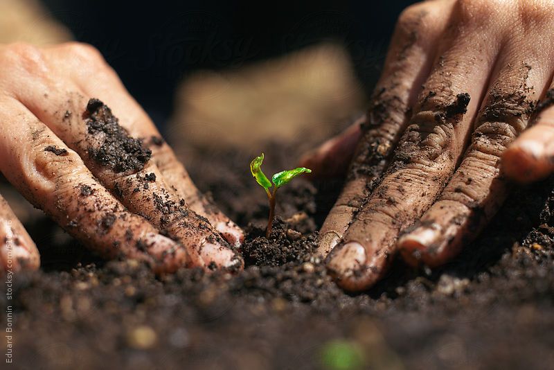 Hand Planting Seeds