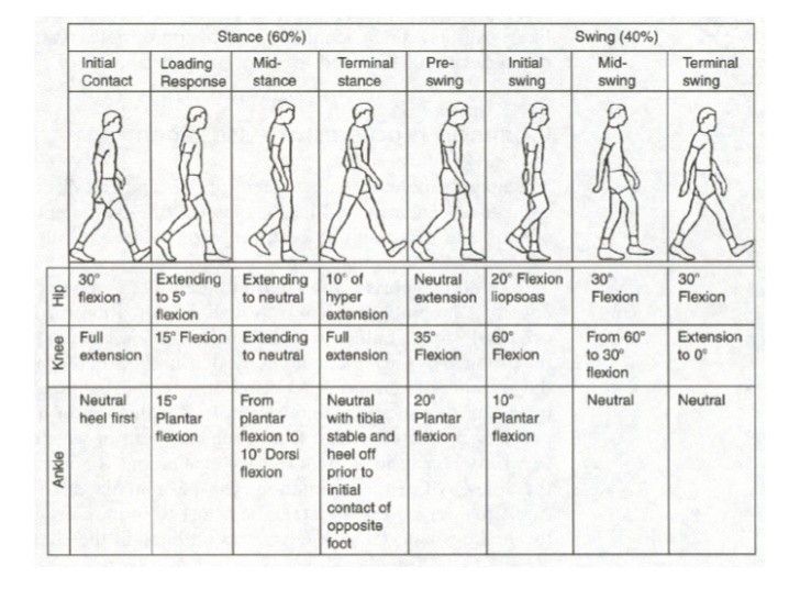 What Happens When You Walk: Gait Cycle Overview - Foundation Pilates ...