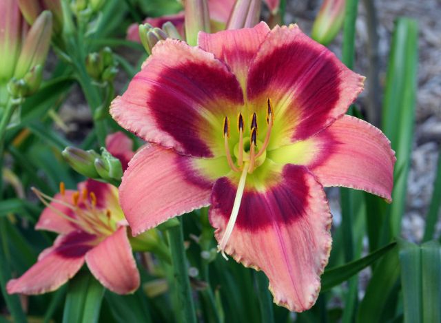 Carnival in Mexico Day Lilies, Carnival, Mexico, Lily, Gardening, Rose ...