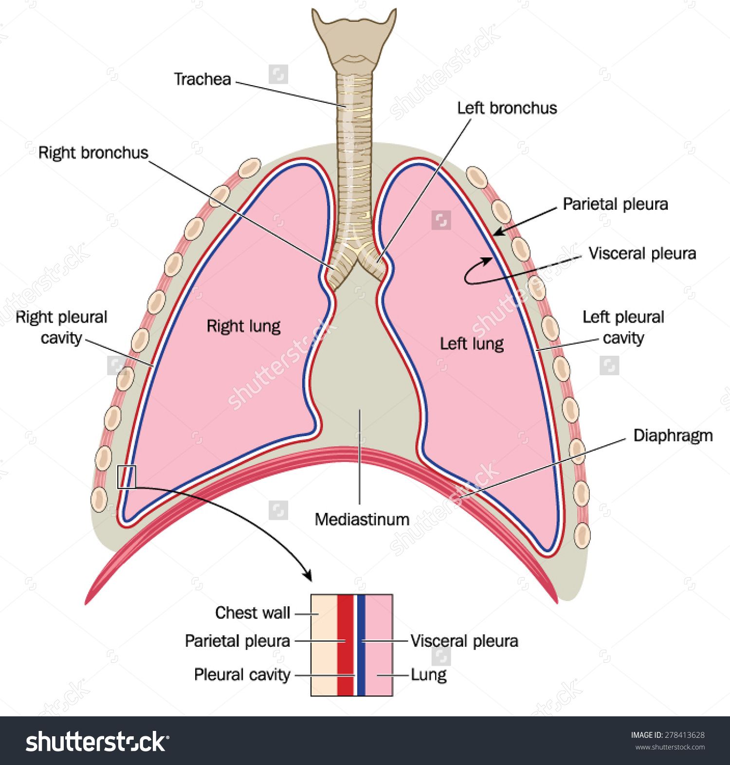 The lungs, trachea and bronchi, mediastinum and detail of chest wall ...