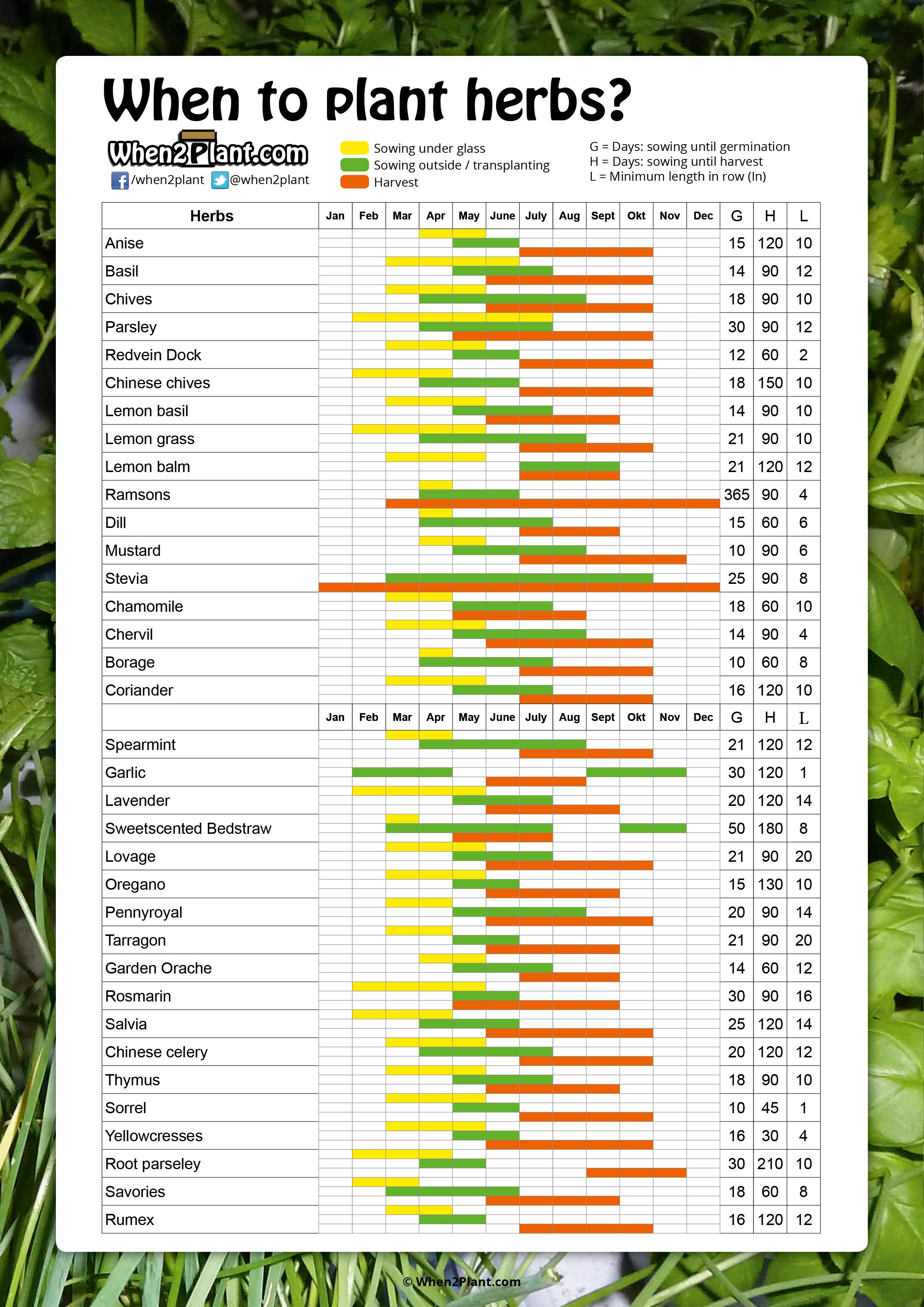 When to sow and plant herbs? | Planting herbs, Garden seeds, Planting ...