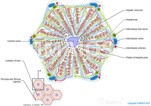 Histology - Lobules of liver: Interlobular arteries, Interlobular veins ...