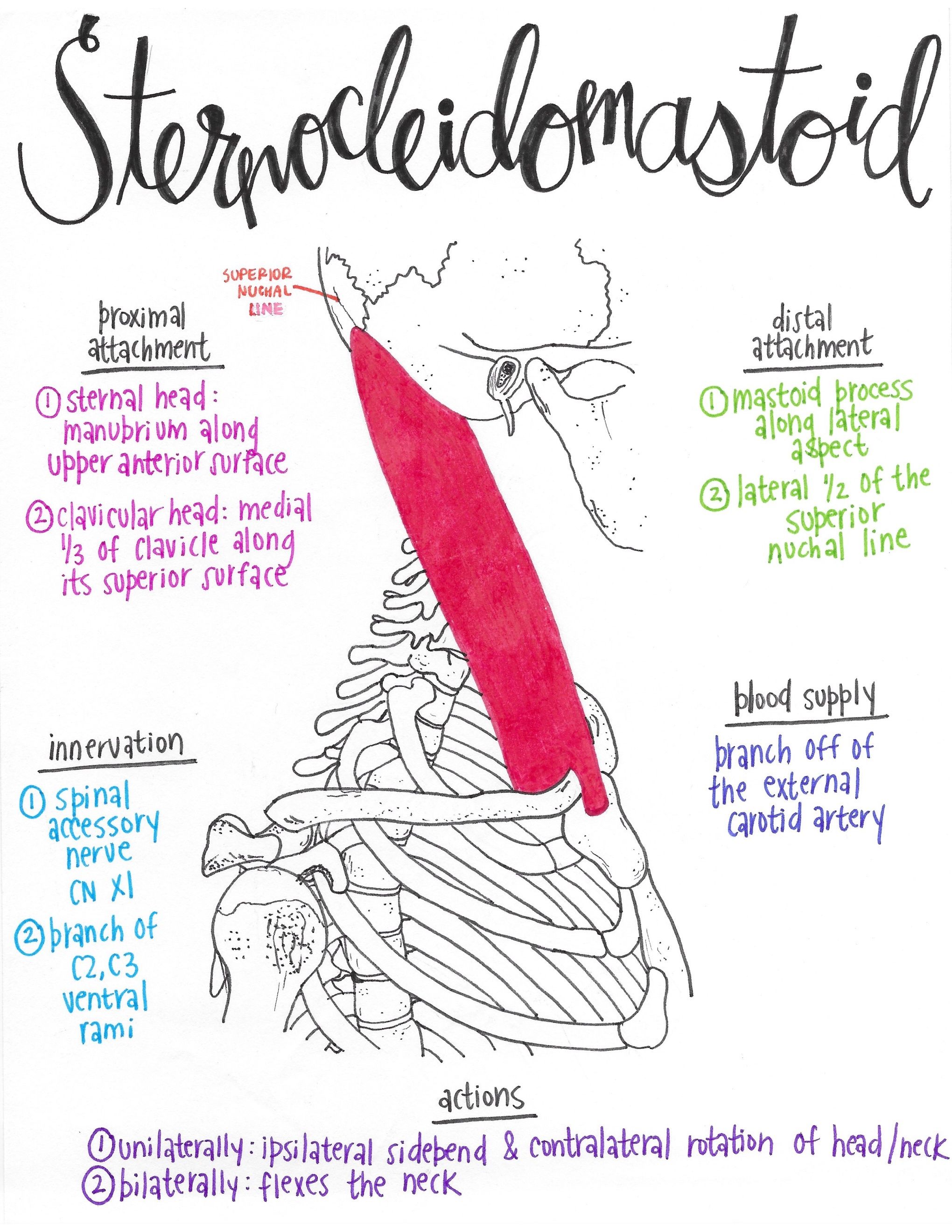 Sternocleidomastoid Gross Anatomy, Human Body Anatomy, Human Anatomy ...