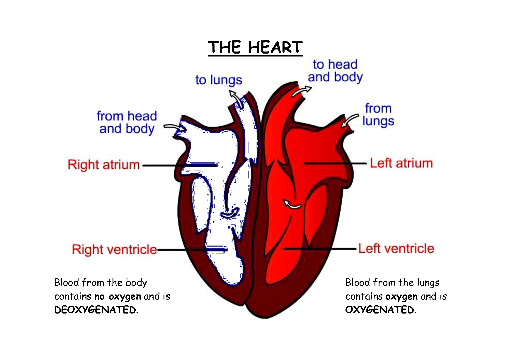 Parts Of The Human Heart Labeled