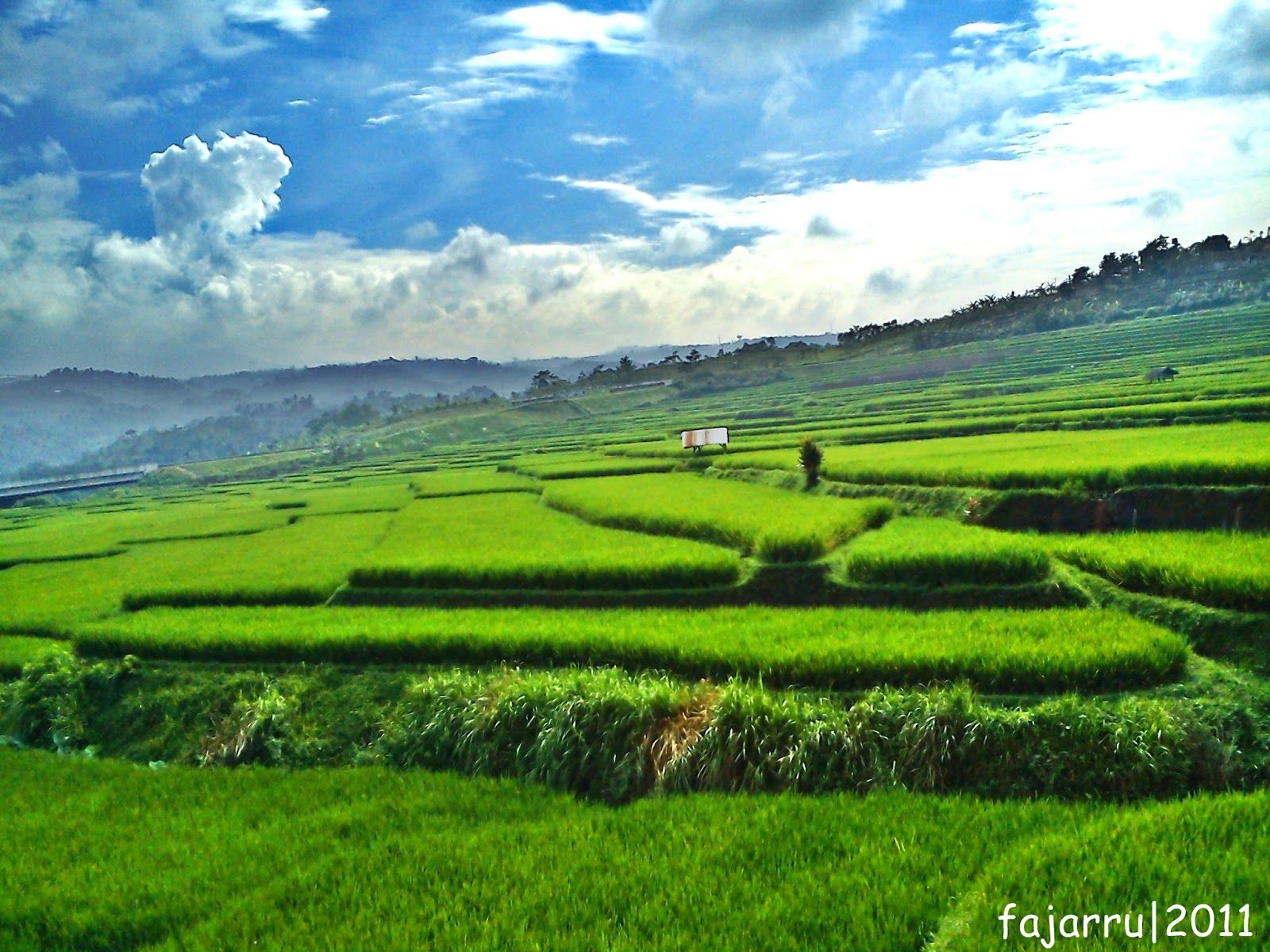 gambar pemandangan sawah yang indah gambar kata kata