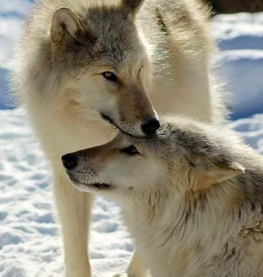 wolf pair | Wolf spirit animal, Wolf husky, Wolf pictures