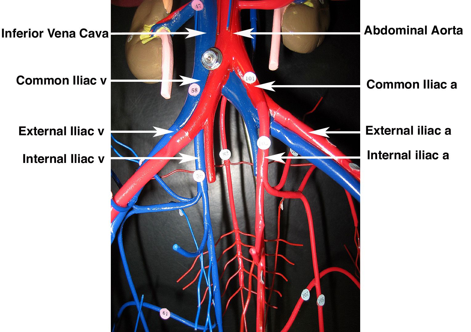 Image Result For Human Arteries And Veins Labeled Mod - vrogue.co