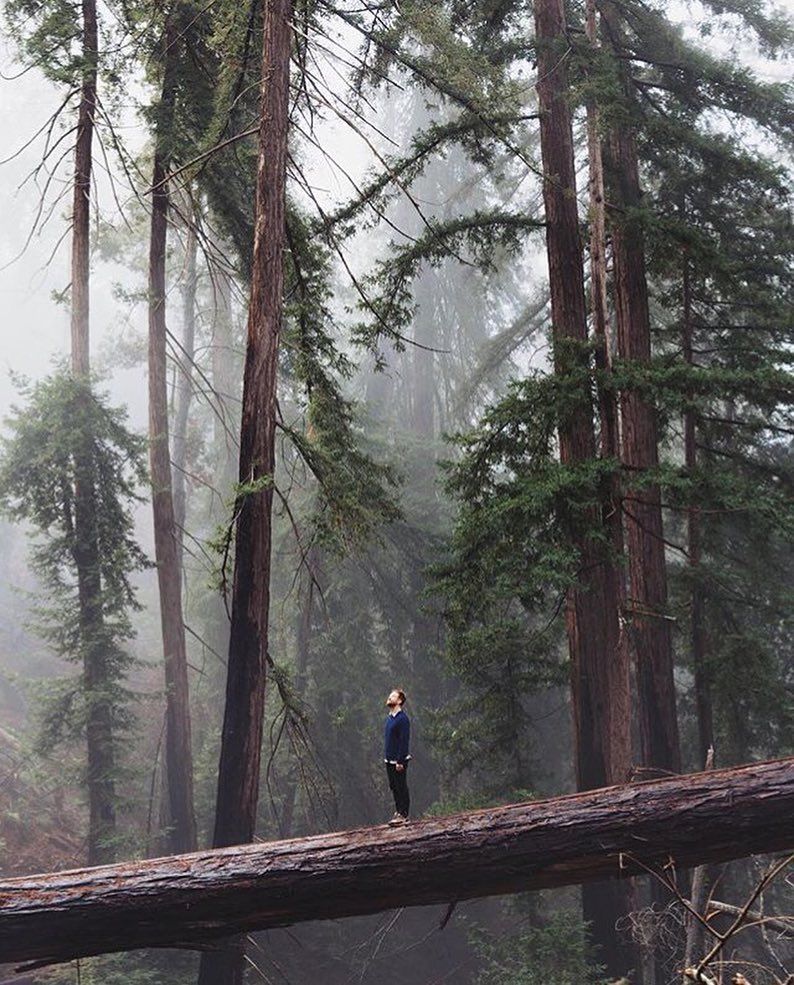 by thetrickytree. A small person standing on a big log in the forest. # ...