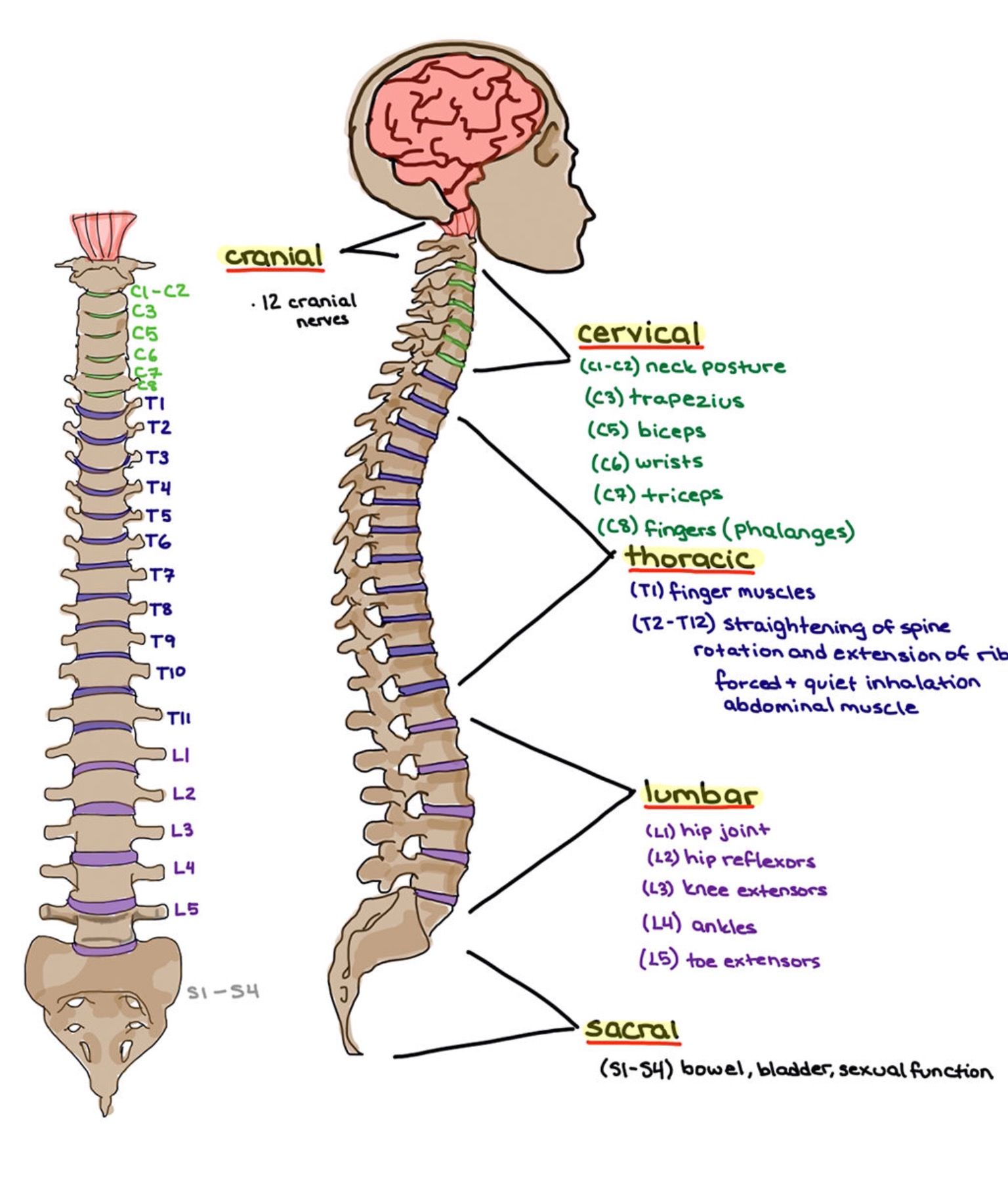 Spinal and cranial nerves – Artofit