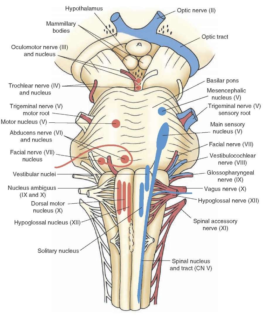 The Cranial Nerves (Organization of the Central Nervous System) Part 1 ...