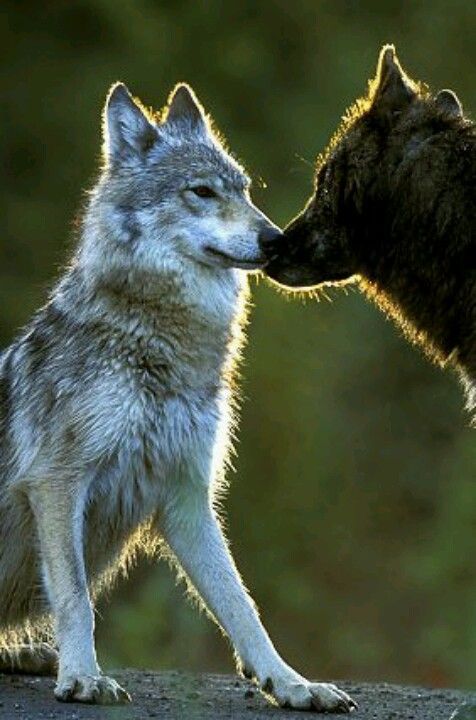 Duelo?? | Wolf love, Animals wild, Wild dogs