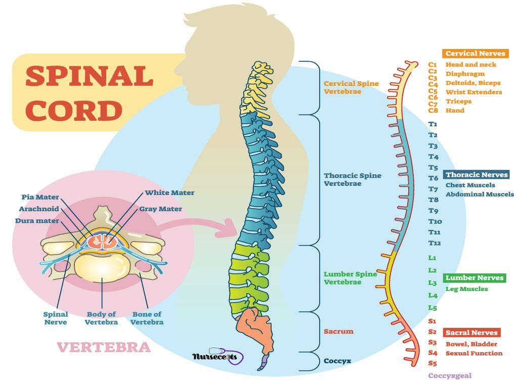 Spinal and cranial nerves – Artofit