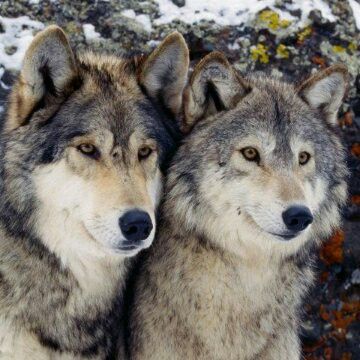 Alpha and his Luna | Wolf dog, Wolf spirit animal, Animals