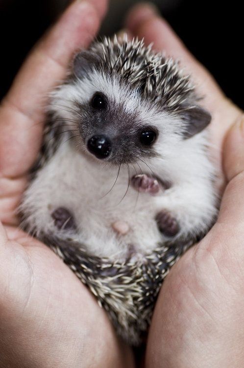 91 Cute Baby Hedgehogs Ideas Baby Hedgehog Cute Babies Cute