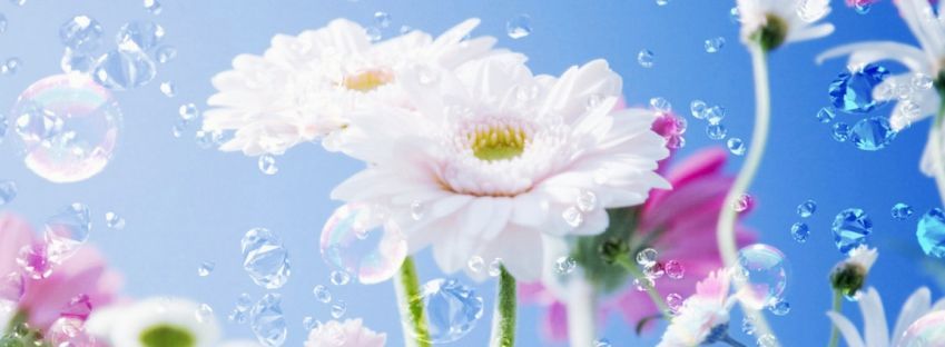 Download free facebook timeline cover Flower Drops Sky facebook ...