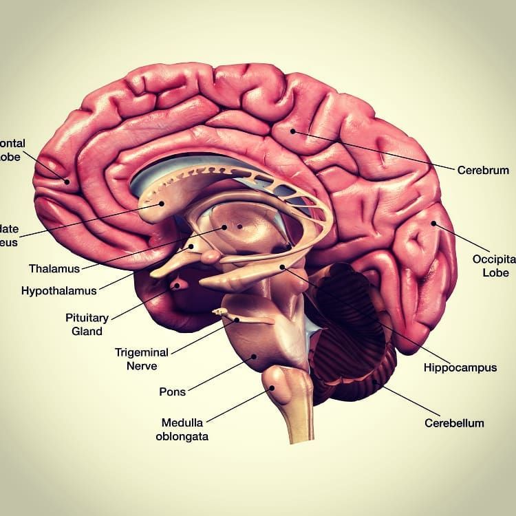 Dopamine diet | Human behavior, Dopamine diet, Neurotransmitters