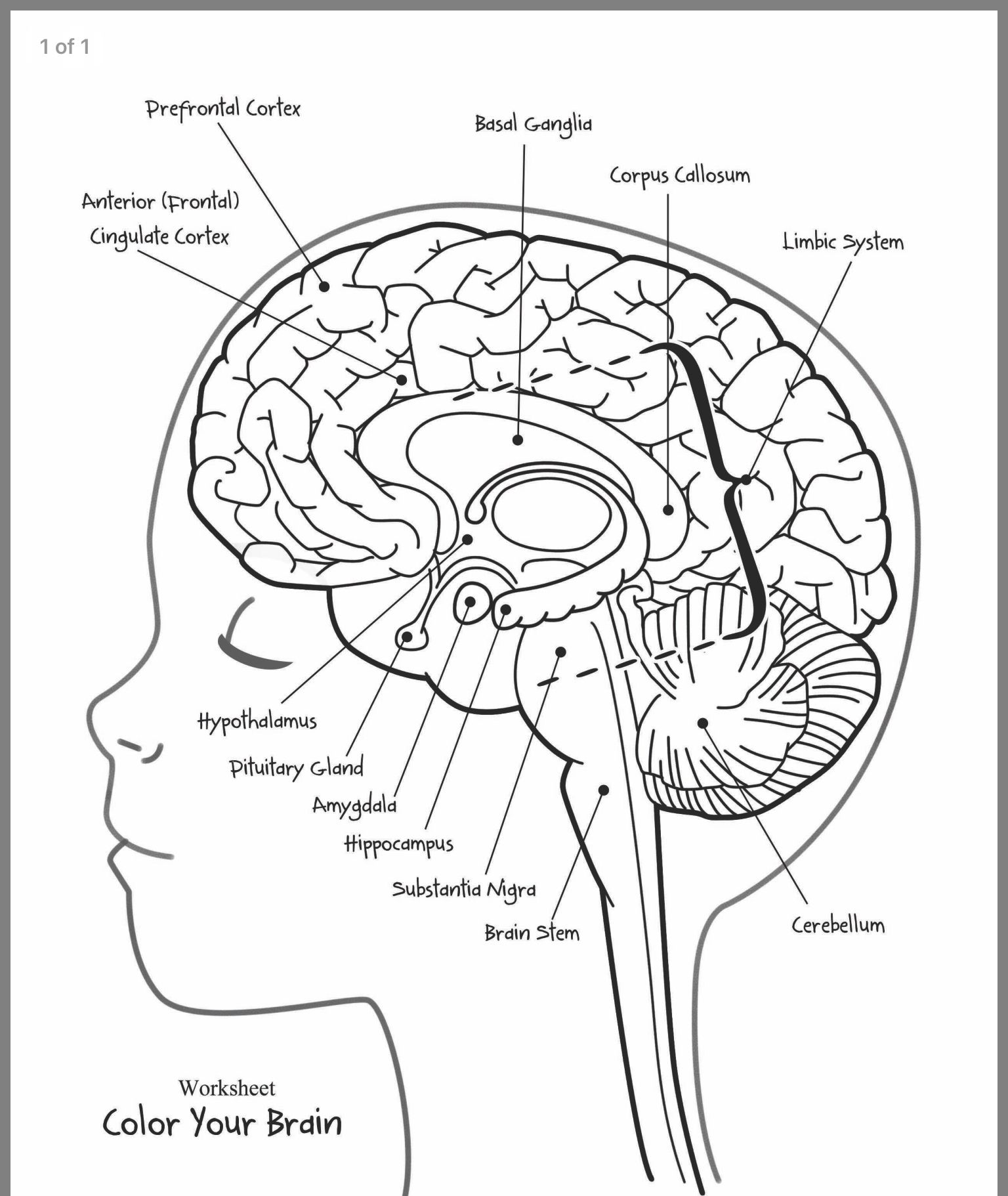 Lista 91+ Foto Imagenes De Cerebro Humano Para Colorear Lleno