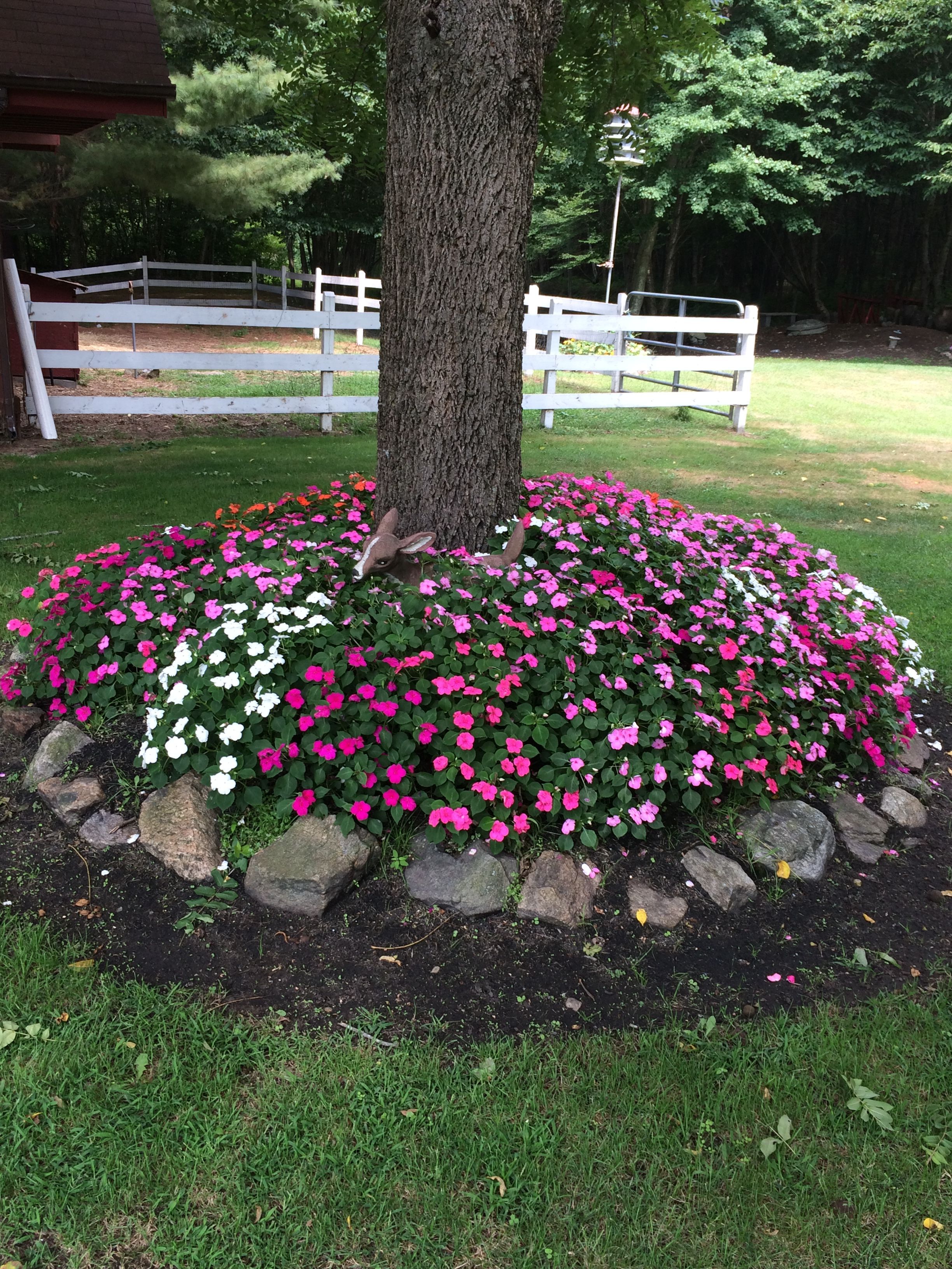 Impatiens with one application of WOW soil and plant booster. I have