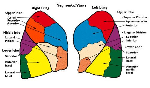 Lung Segmental Anatomy - Anatomy Reading Source