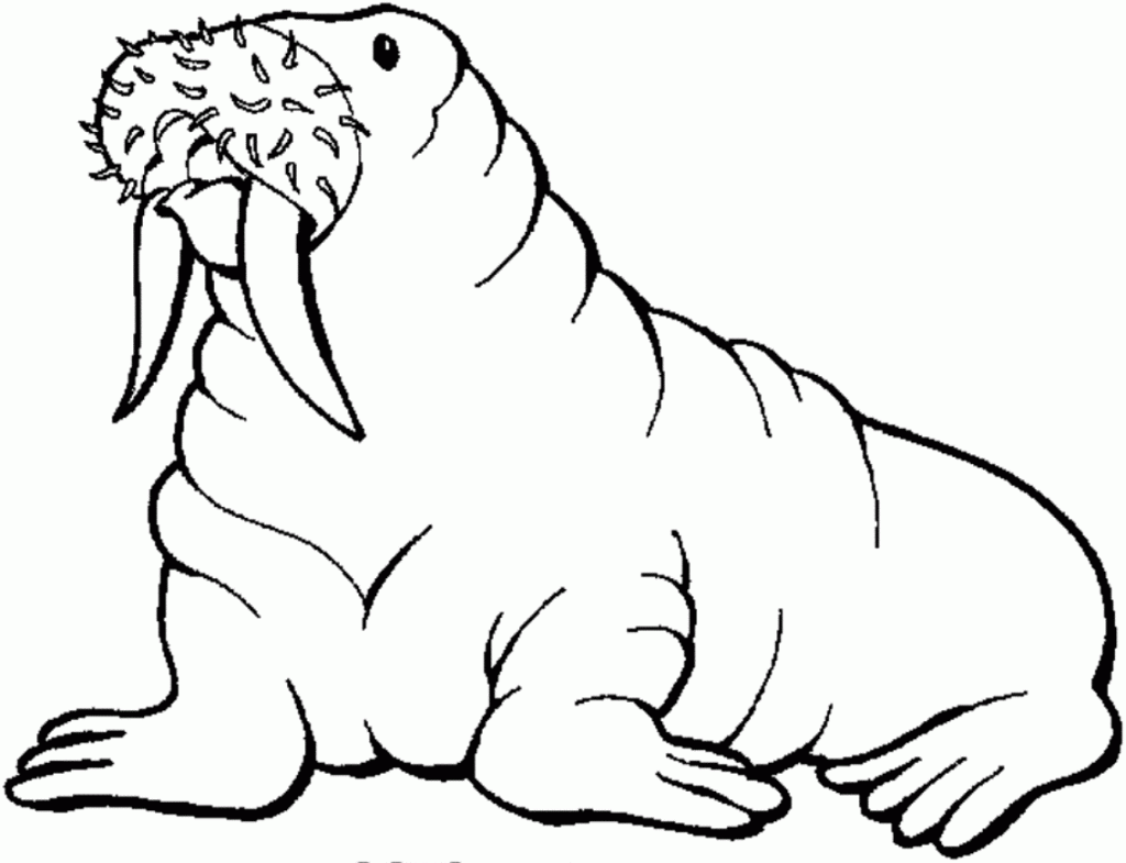 Baby Walrus Coloring Pages