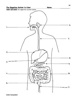 16+ Printable Unlabelled Diagram Of Digestive System Images in 2024 ...