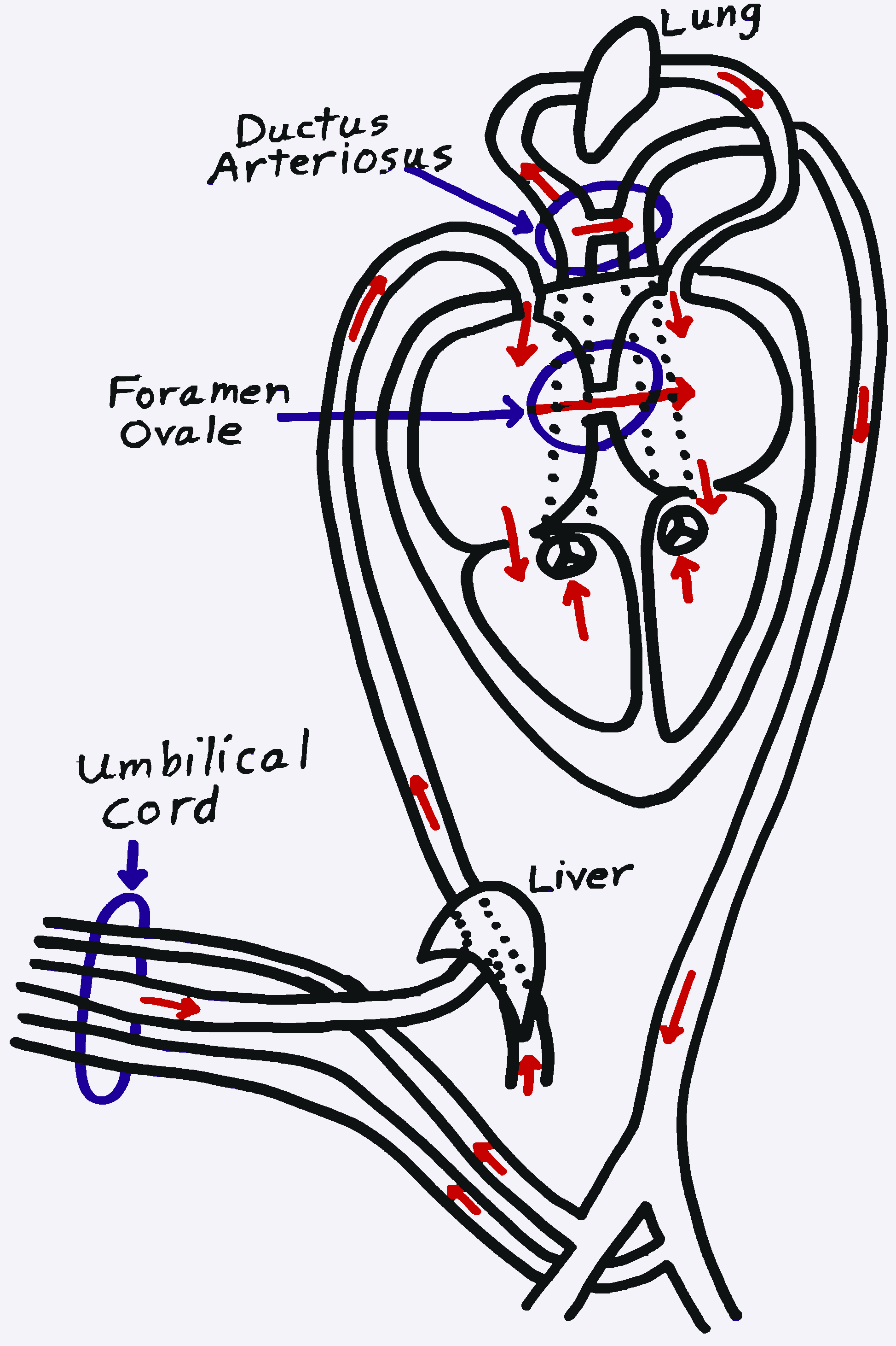 Fetal Blood Circulation For Dummies | Fetal Blood Circulation http ...