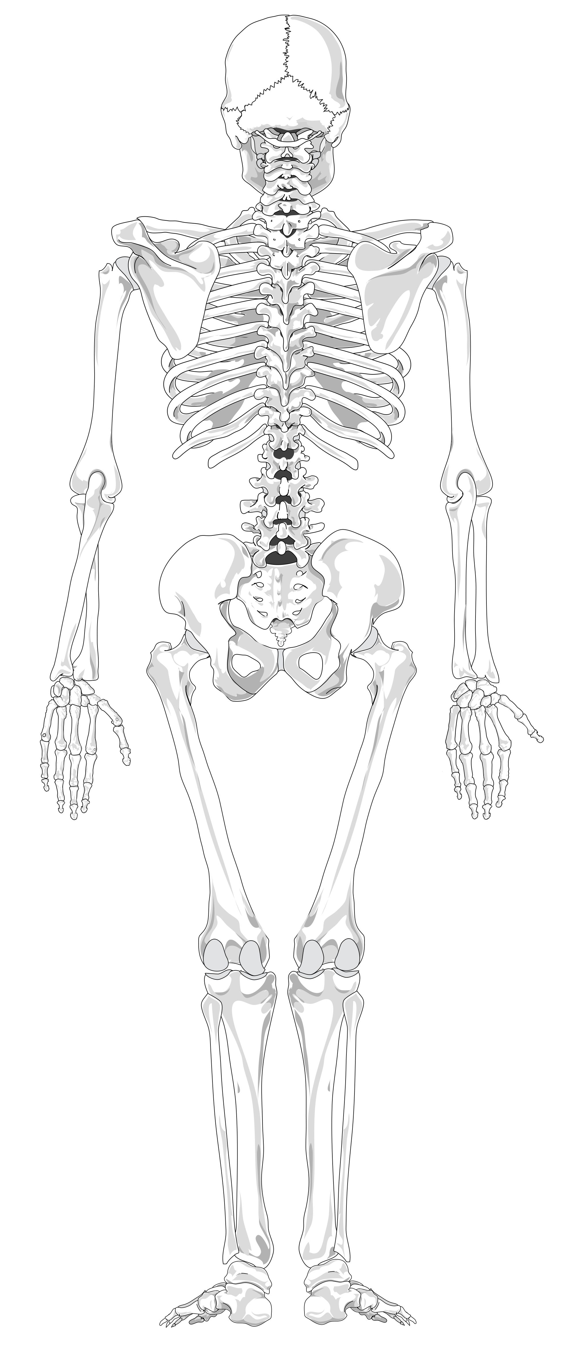 Unlabeled Skeletal Skeleton Labeled Axial Appendicular Labeling Genial ...