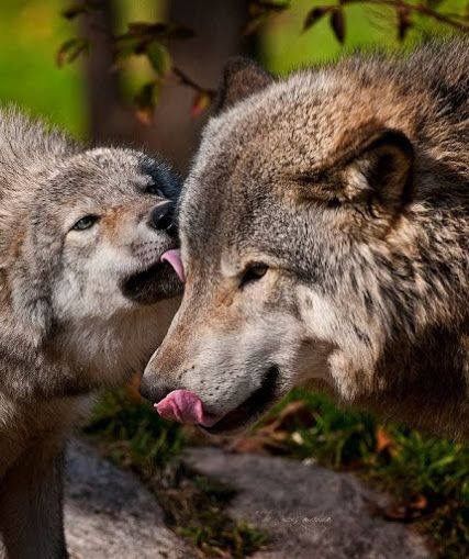 Pin by Eliane Angelot on Loups | Timber wolf, Wolf pictures, Wolf ...