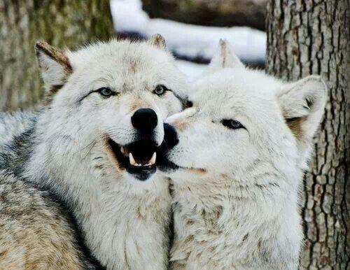 Happy wolves | Wolf life, Beautiful dogs, Wolf love