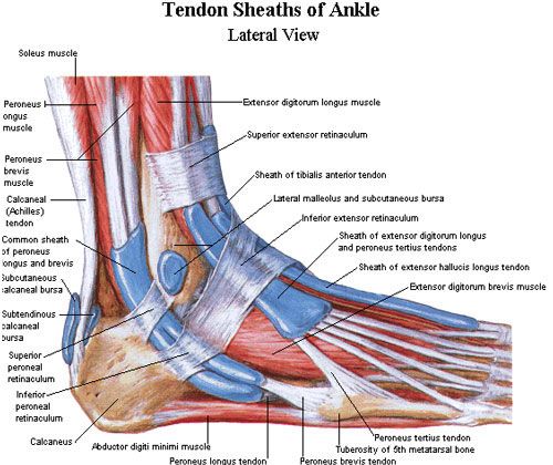 Lateral Ankle Sprains | IMS Soccer News | Ankle anatomy, Foot anatomy ...