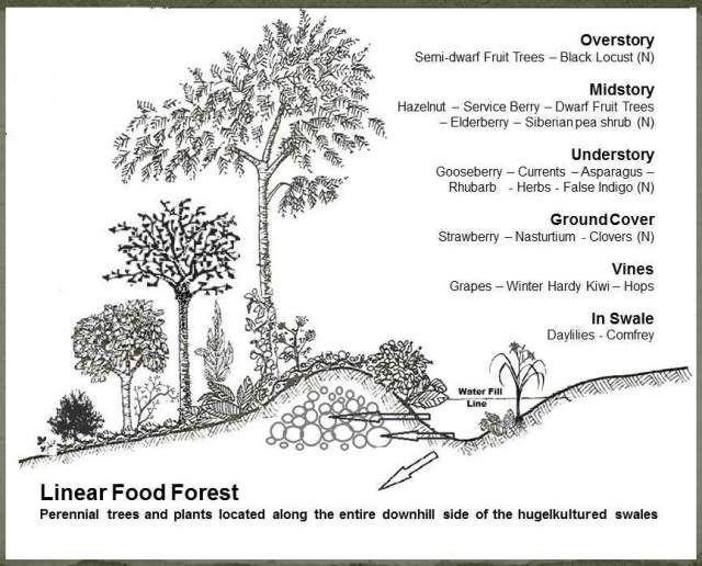 Pictures From our June 2012, Stelle PDC Course | Food forest garden ...