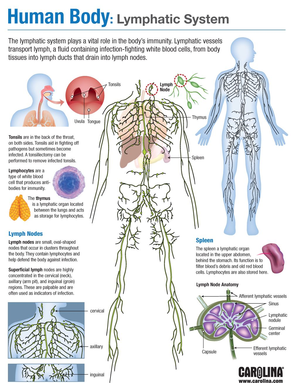 Lymphatic system anatomy and physiology – Artofit