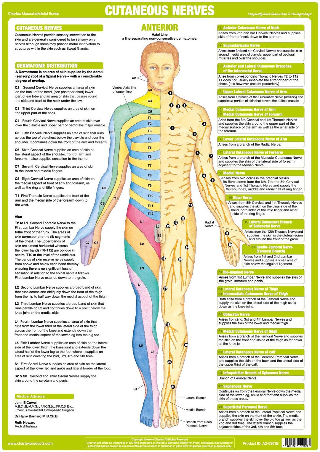 Unique set of 6 charts illustrating & explaining the human Nervous ...