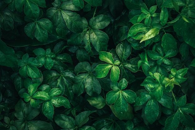 Premium Photo | Foliage of tropical leaf in dark green with rain water ... image.