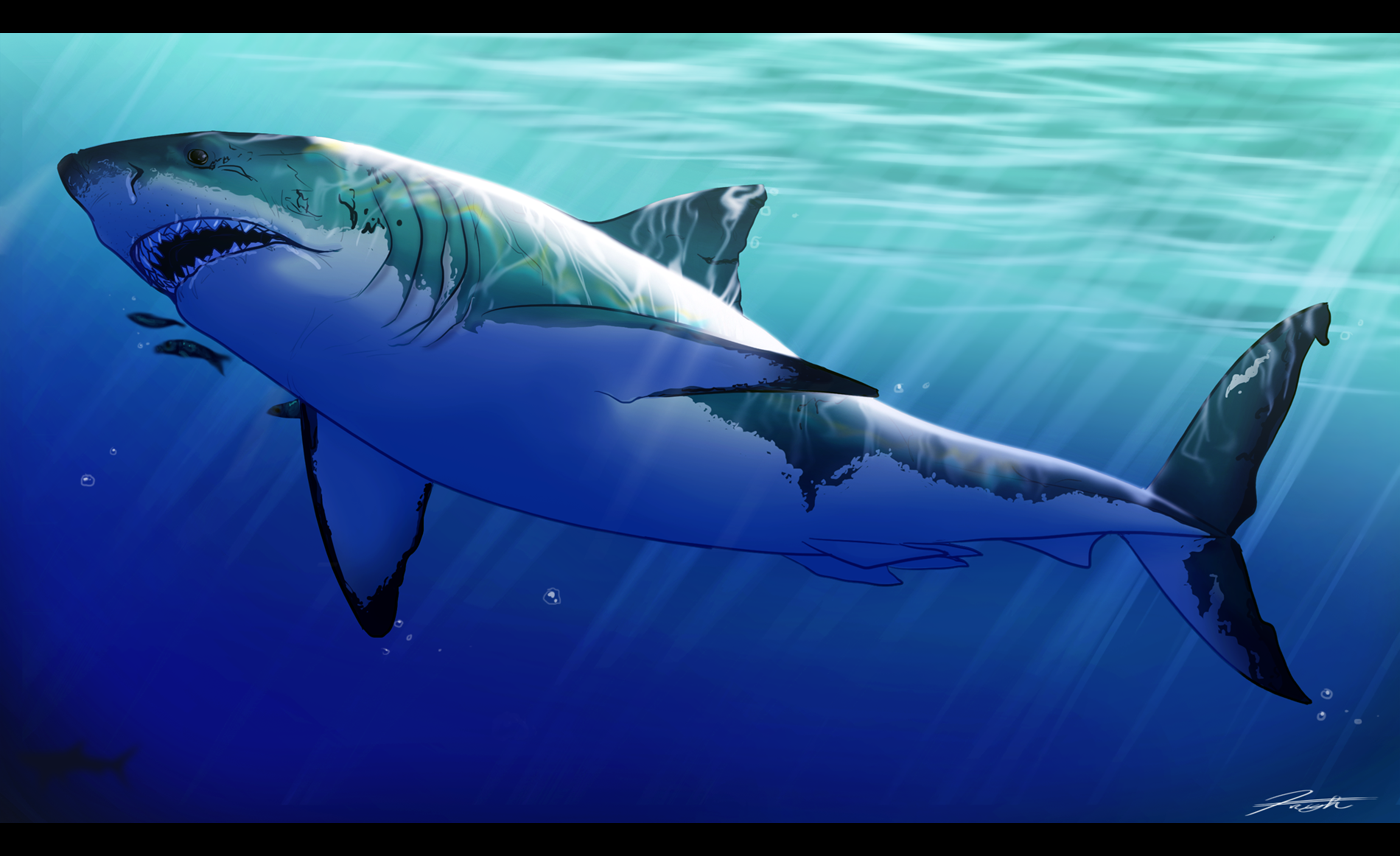 Wallpaper Magazine, Hd Wallpaper, Wallpapers, Great White Shark ...