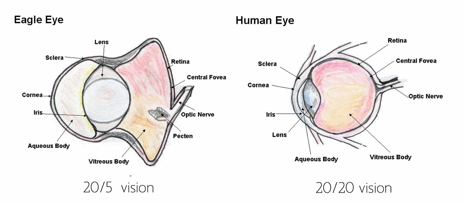 Another important part of the eagle eye, is the retina. The retina is