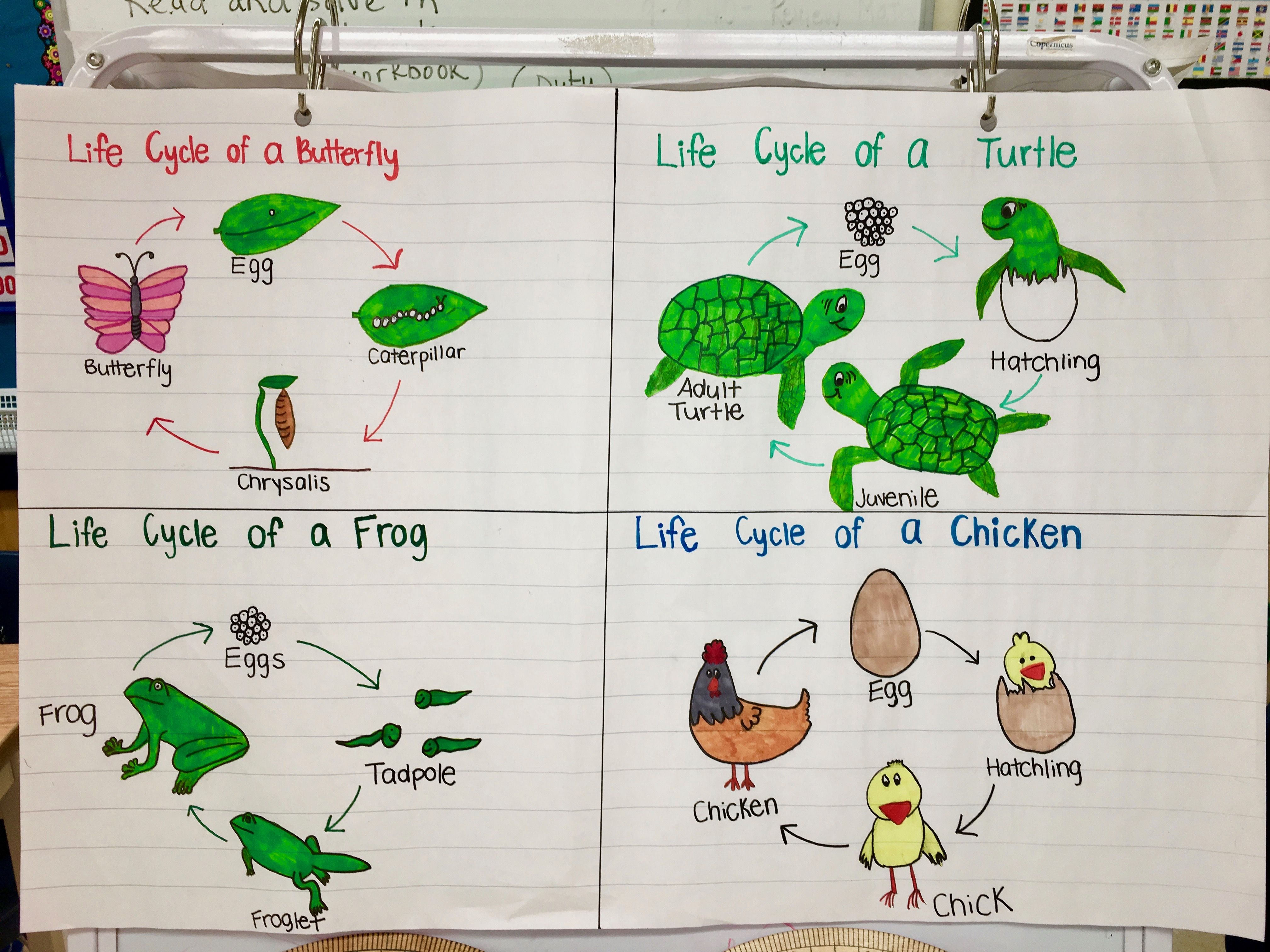 Life Cycle of Animals Anchor Chart! This anchor chart goes with my 4 ...