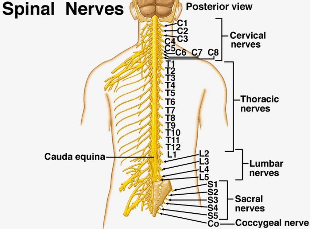 31 Pairs Of Spinal Nerves